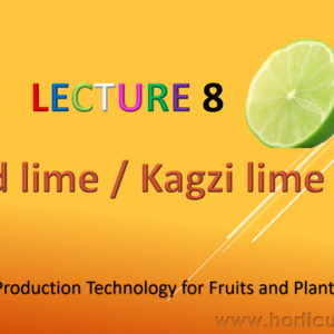 Acid Lime Cultivation PPT