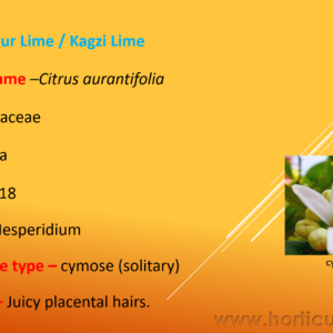 Acid Lime Cultivation PPT