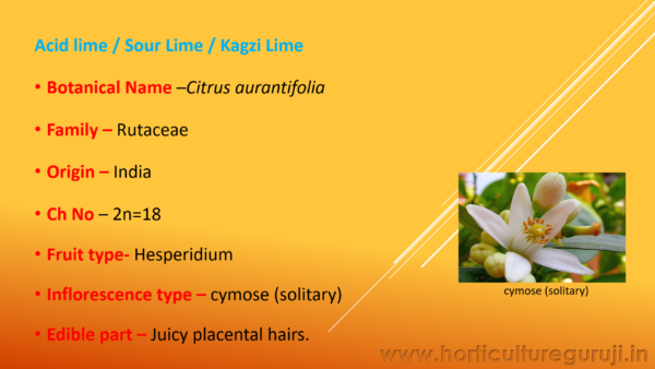 Acid Lime Cultivation PPT - Image 2