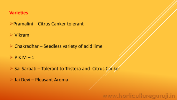 Acid Lime Cultivation PPT - Image 3