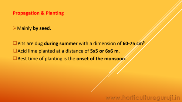 Acid Lime Cultivation PPT - Image 4