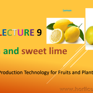 Lemon & Sweet Lime PPT