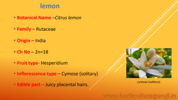 Lemon & Sweet Lime PPT - Image 3