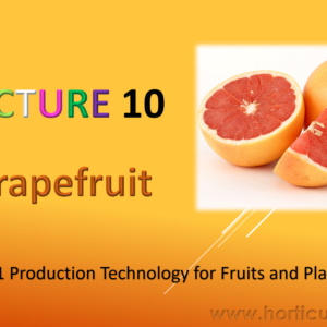 Grape Fruit Cultivation PPT