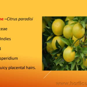 Grape Fruit Cultivation PPT