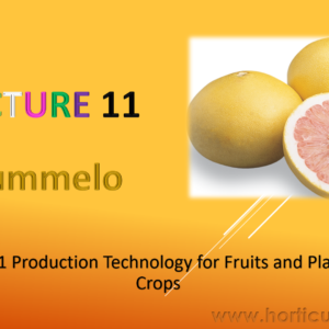 Pummelo Cultivation PPT