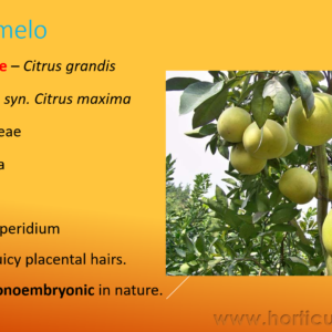 Pummelo Cultivation PPT