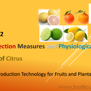 Plant Protection Measures in Citrus PPT