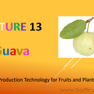 Guava Cultivation PPT