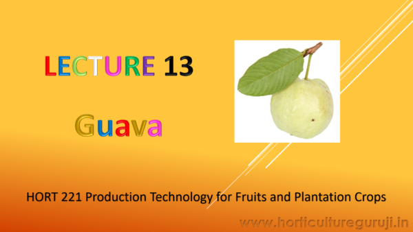 Guava Cultivation PPT