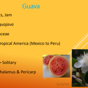 Guava Cultivation PPT