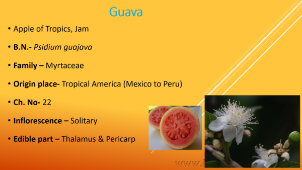 Guava Cultivation PPT - Image 2