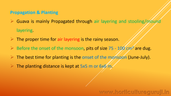 Guava Cultivation PPT - Image 4