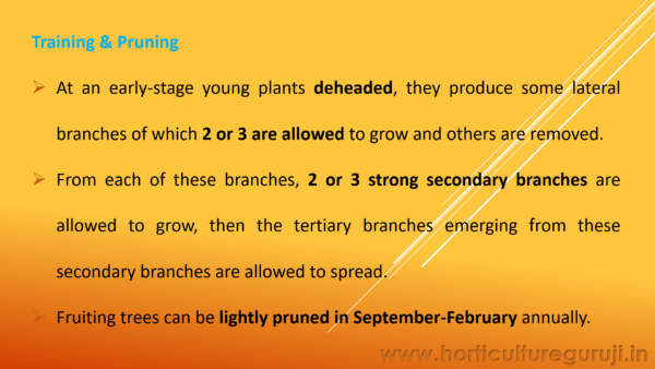 Guava Cultivation PPT - Image 5