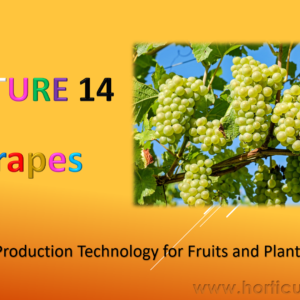 Grapes Cultivation PPT