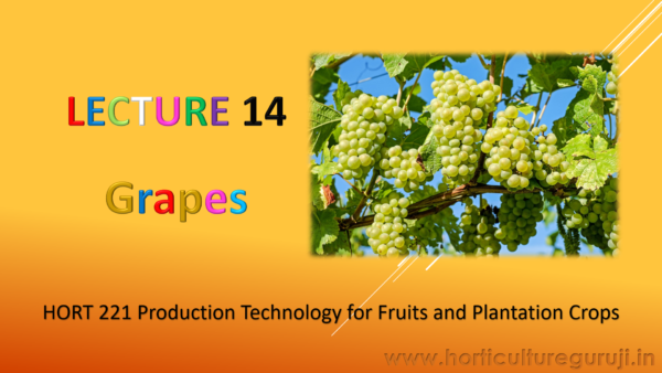 Grapes Cultivation PPT