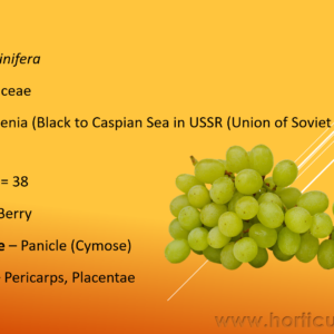 Grapes Cultivation PPT