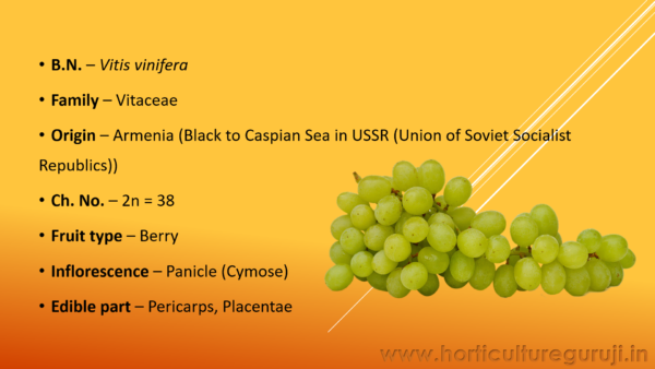 Grapes Cultivation PPT - Image 2