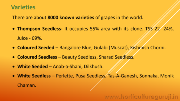 Grapes Cultivation PPT - Image 4