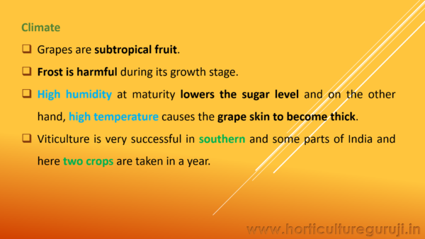 Grapes Cultivation PPT - Image 5