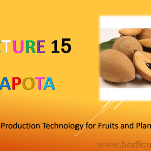 Sapota Cultivation PPT