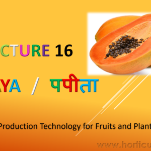 Papaya Cultivation PPT