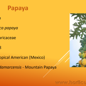 Papaya Cultivation PPT