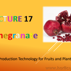 Pomegranate Cultivation PPT