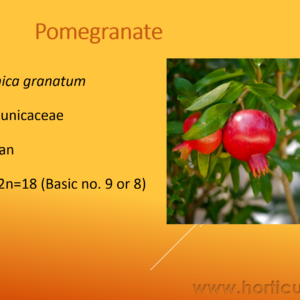 Pomegranate Cultivation PPT