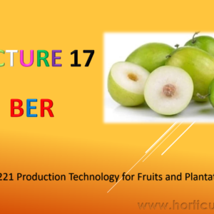 Ber Cultivation PPT