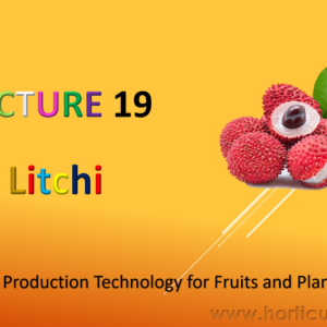 Litchi Cultivation PPT