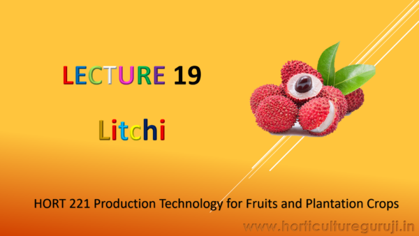 Litchi Cultivation PPT