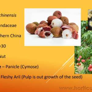 Litchi Cultivation PPT