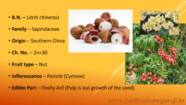 Litchi Cultivation PPT - Image 2