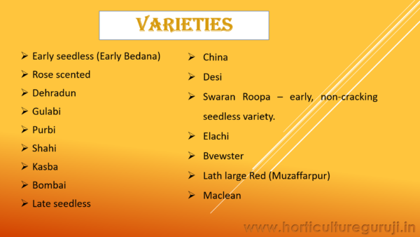 Litchi Cultivation PPT - Image 3