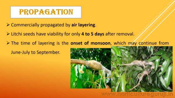 Litchi Cultivation PPT - Image 4