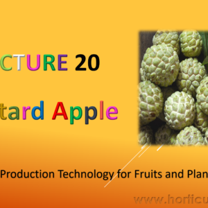 Custard Apple Cultivation PPT