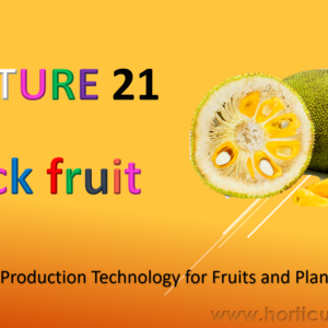 Jack Fruit Cultivation PPT