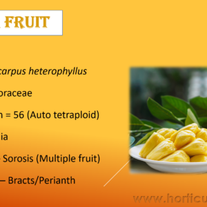 Jack Fruit Cultivation PPT