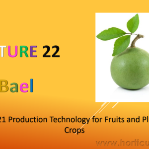 Bael Cultivation PPT