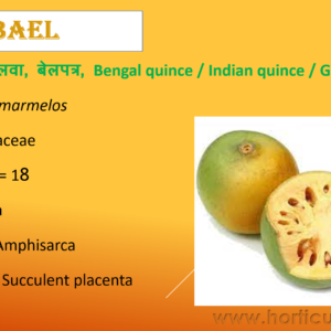 Bael Cultivation PPT