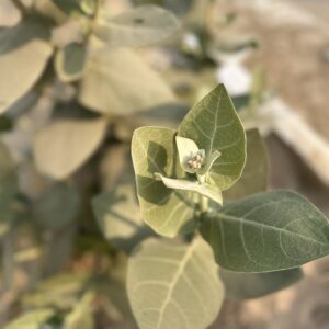 Calotropis procera plant photo