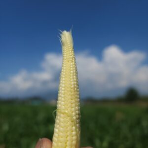 Fresh Baby Corn Photo