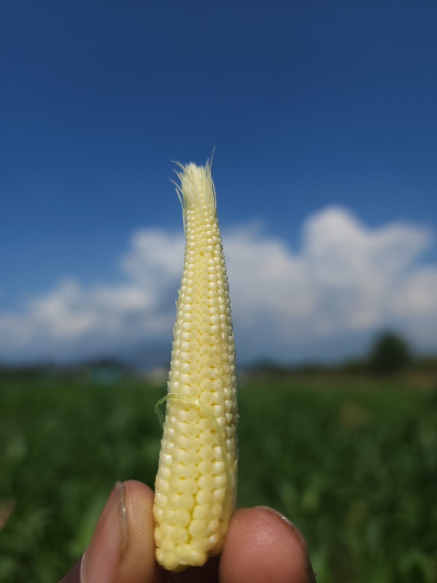 Baby Corn