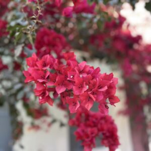 Bougainvillea