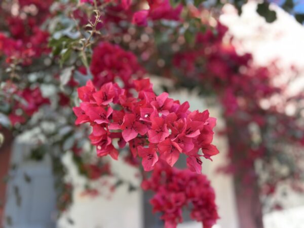 Bougainvillea