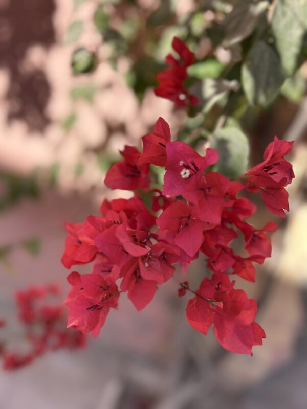 Bougainvillea Flower