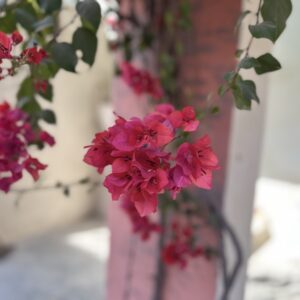 Bougainvillea Flower Photo