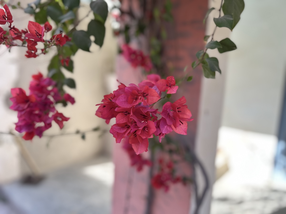 Bougainvillea Flower