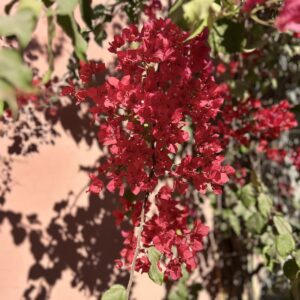 Bougainvillea Photo